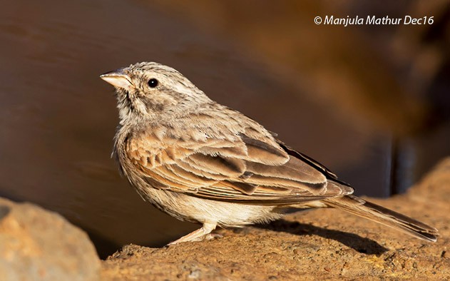 Striolated Bunting - ML377928821
