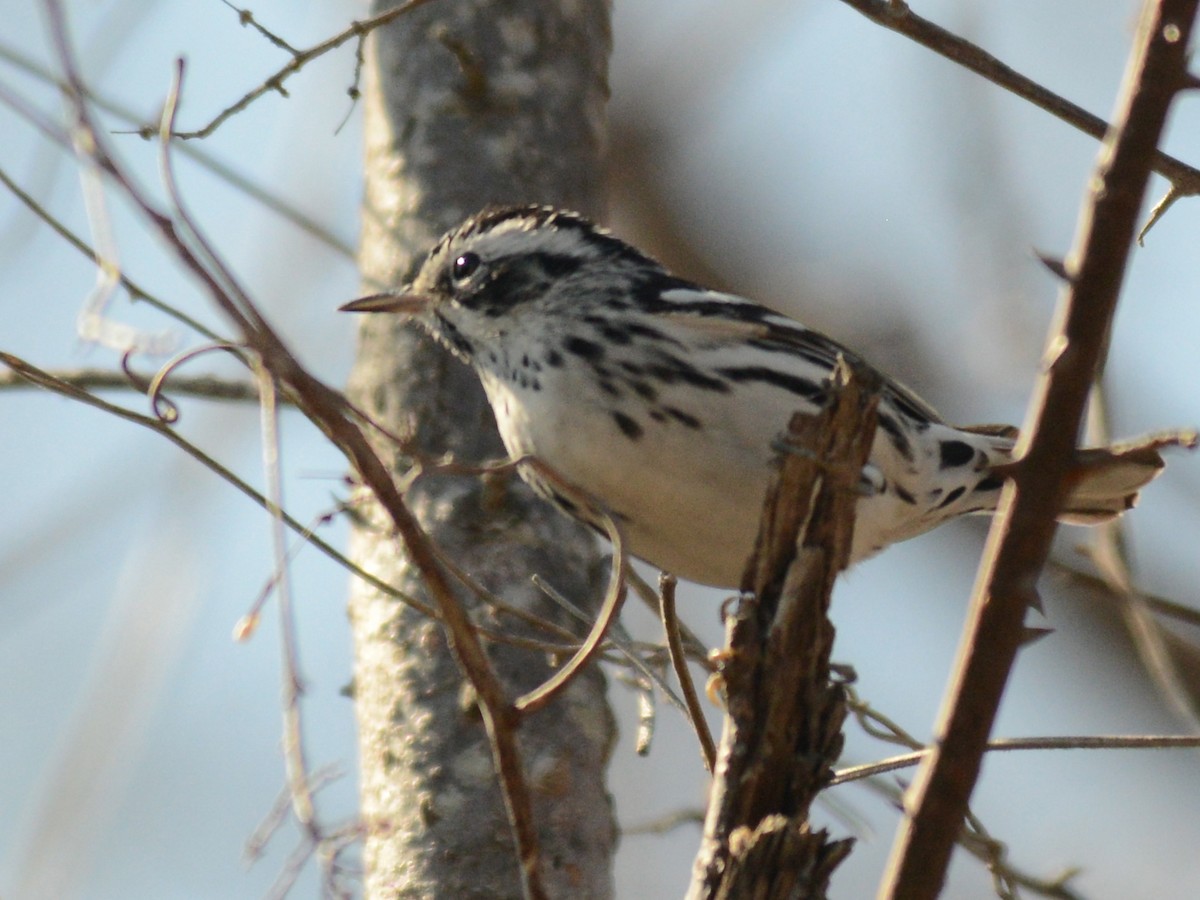 Black-and-white Warbler - ML37793071