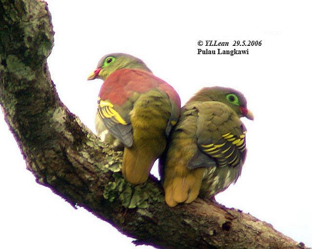 Thick-billed Green-Pigeon (Thick-billed) - Yen Loong Lean