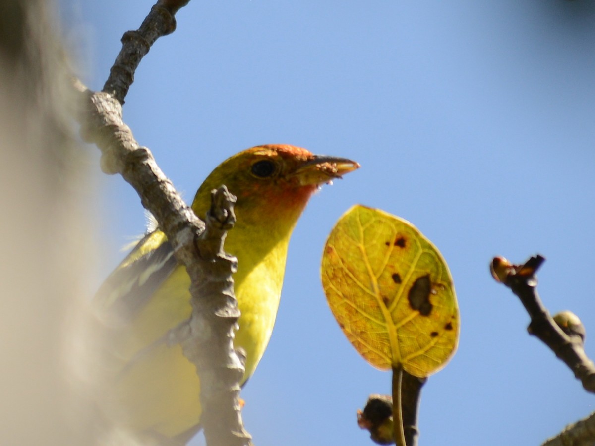 Western Tanager - ML37793151