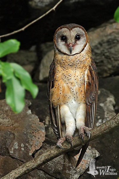 Sulawesi Masked-Owl - ML377937671