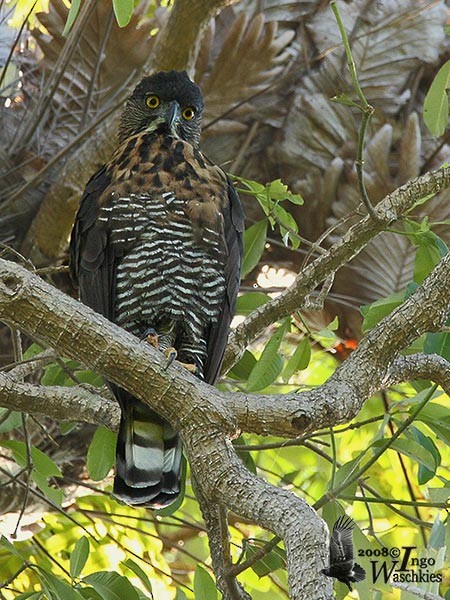Sulawesi Hawk-Eagle - Ingo Waschkies
