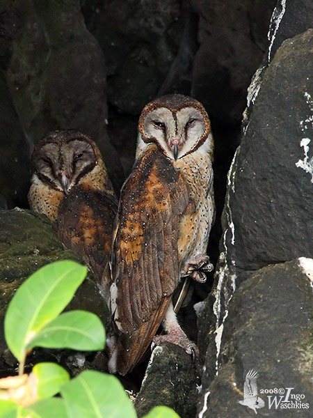 Sulawesi Masked-Owl - ML377937711