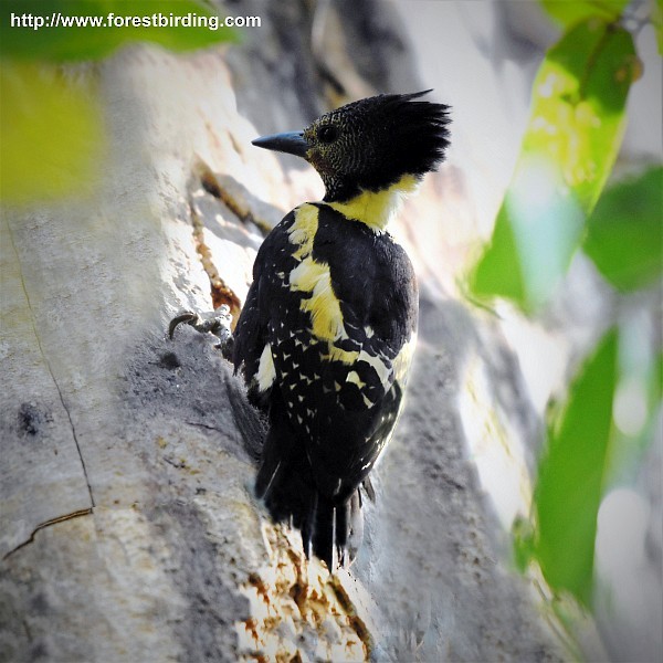 Black-and-buff Woodpecker - ML377938241
