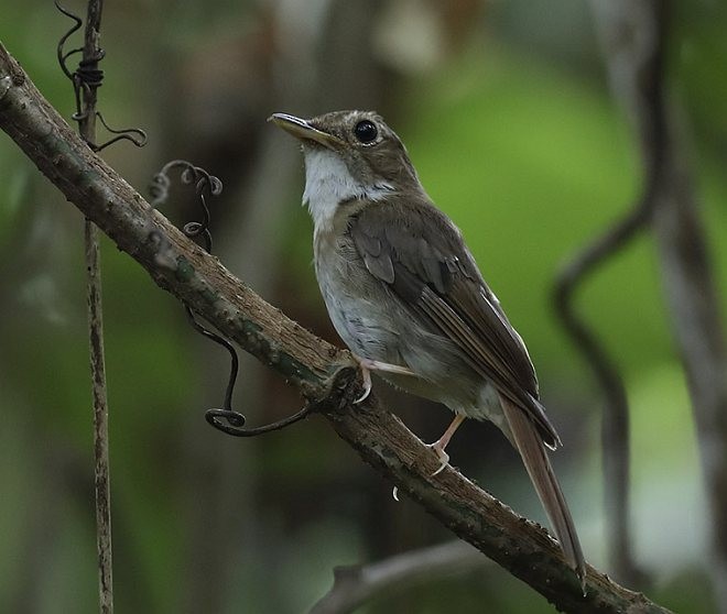 Nicobar Jungle Flycatcher - Niranjan Sant