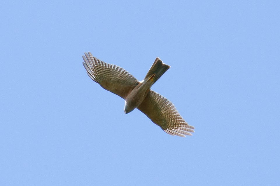 Collared Sparrowhawk - James Kennerley