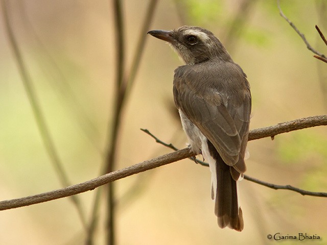 Common Woodshrike - Garima Bhatia