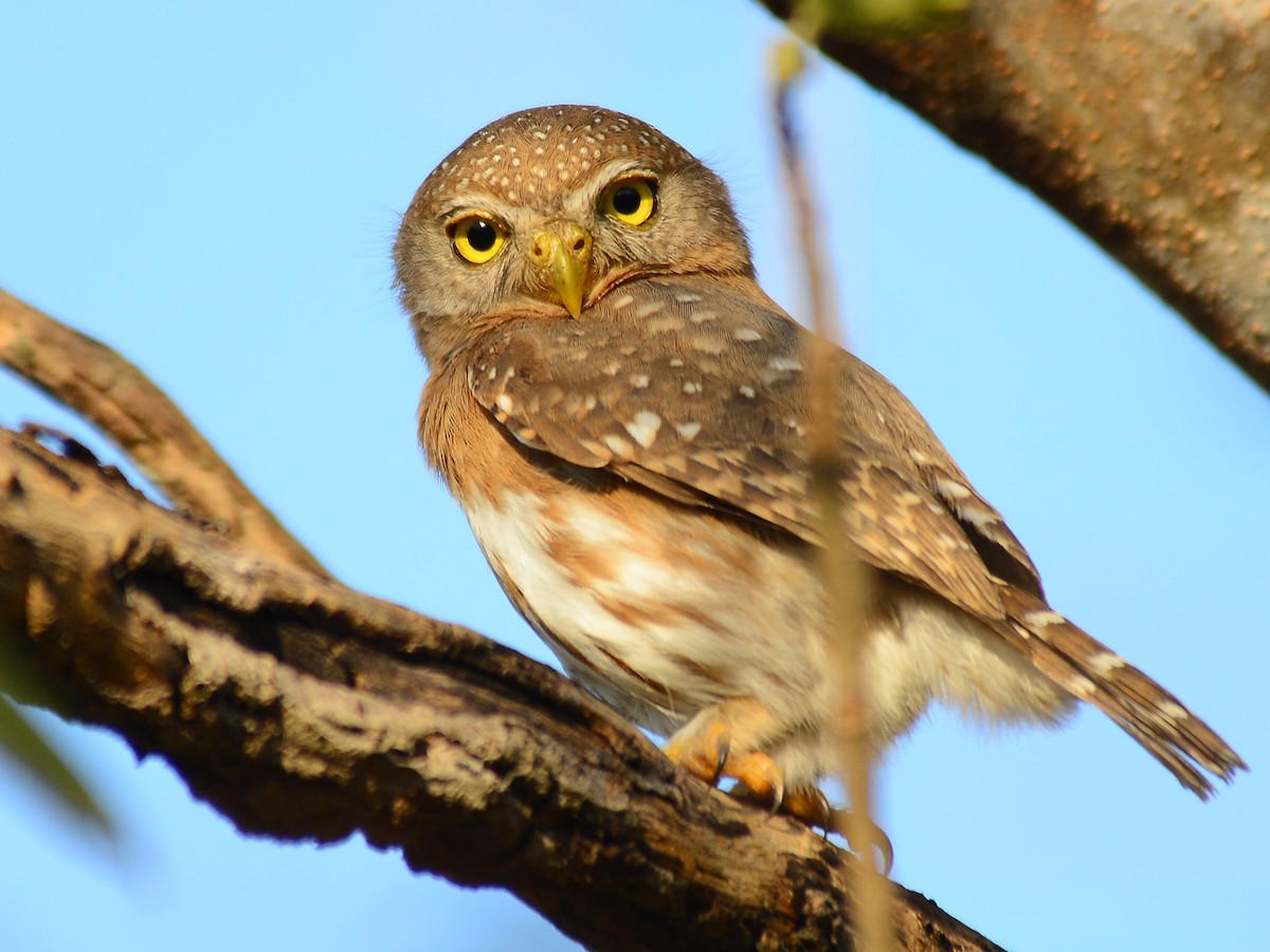 Colima Pygmy-Owl - ML37794481