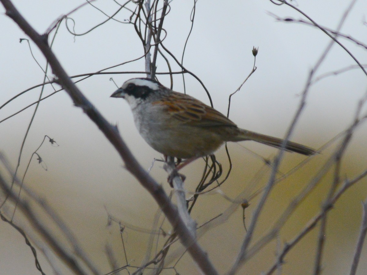 Stripe-headed Sparrow - ML37794601