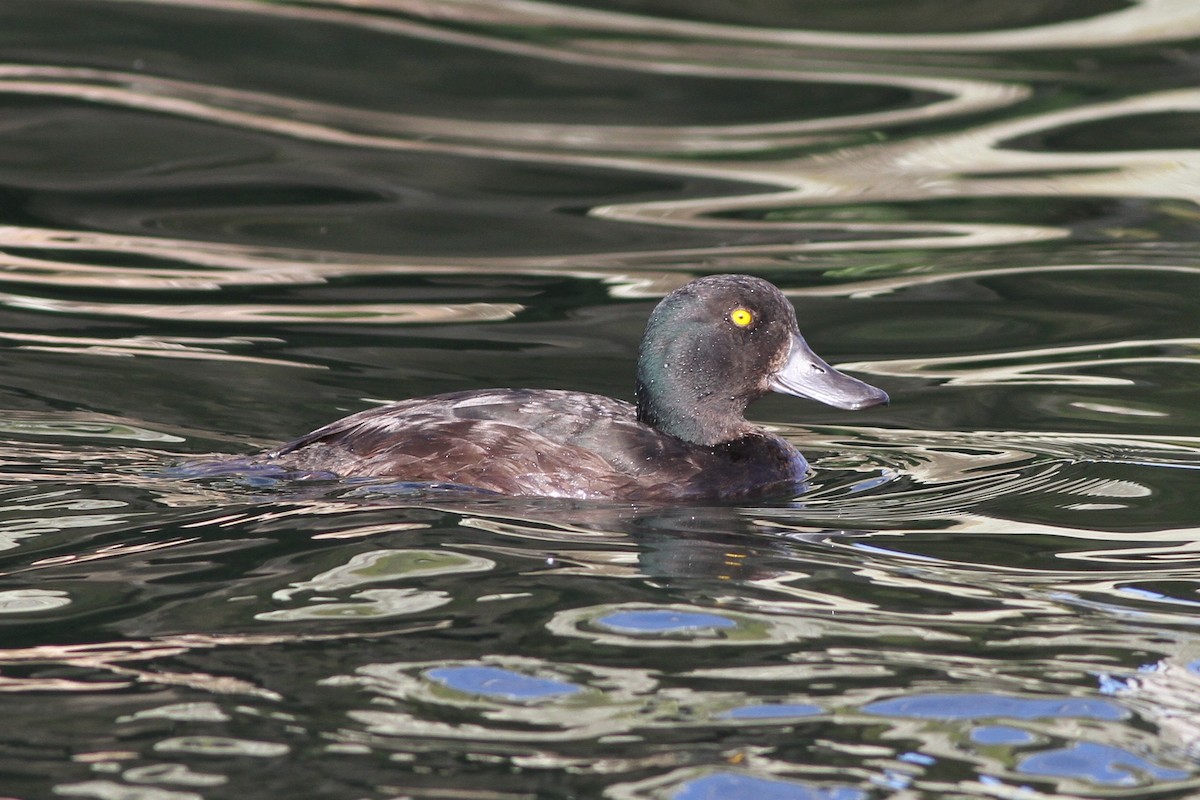 New Zealand Scaup - Chris Wiley