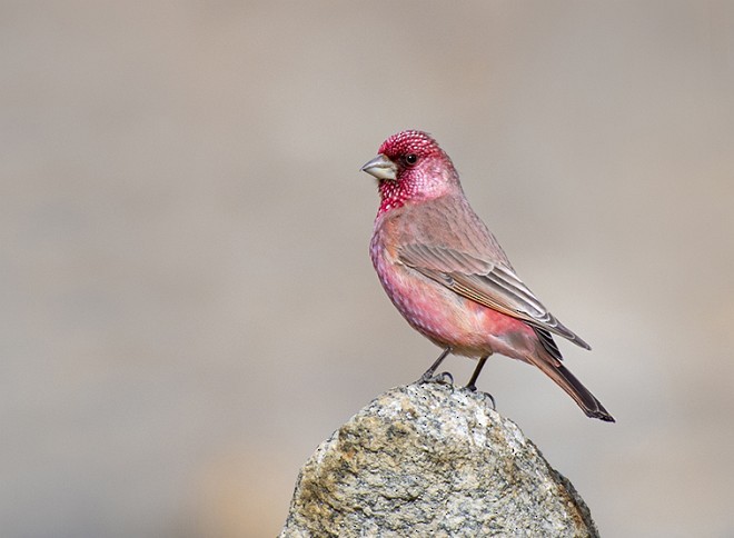 Great Rosefinch (Spotted) - ML377950221