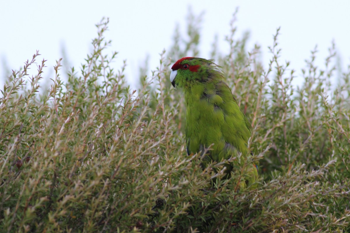 Red-crowned Parakeet - ML37795161
