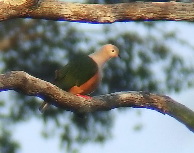 Cinnamon-bellied Imperial-Pigeon (Gray-naped) - ML377952921