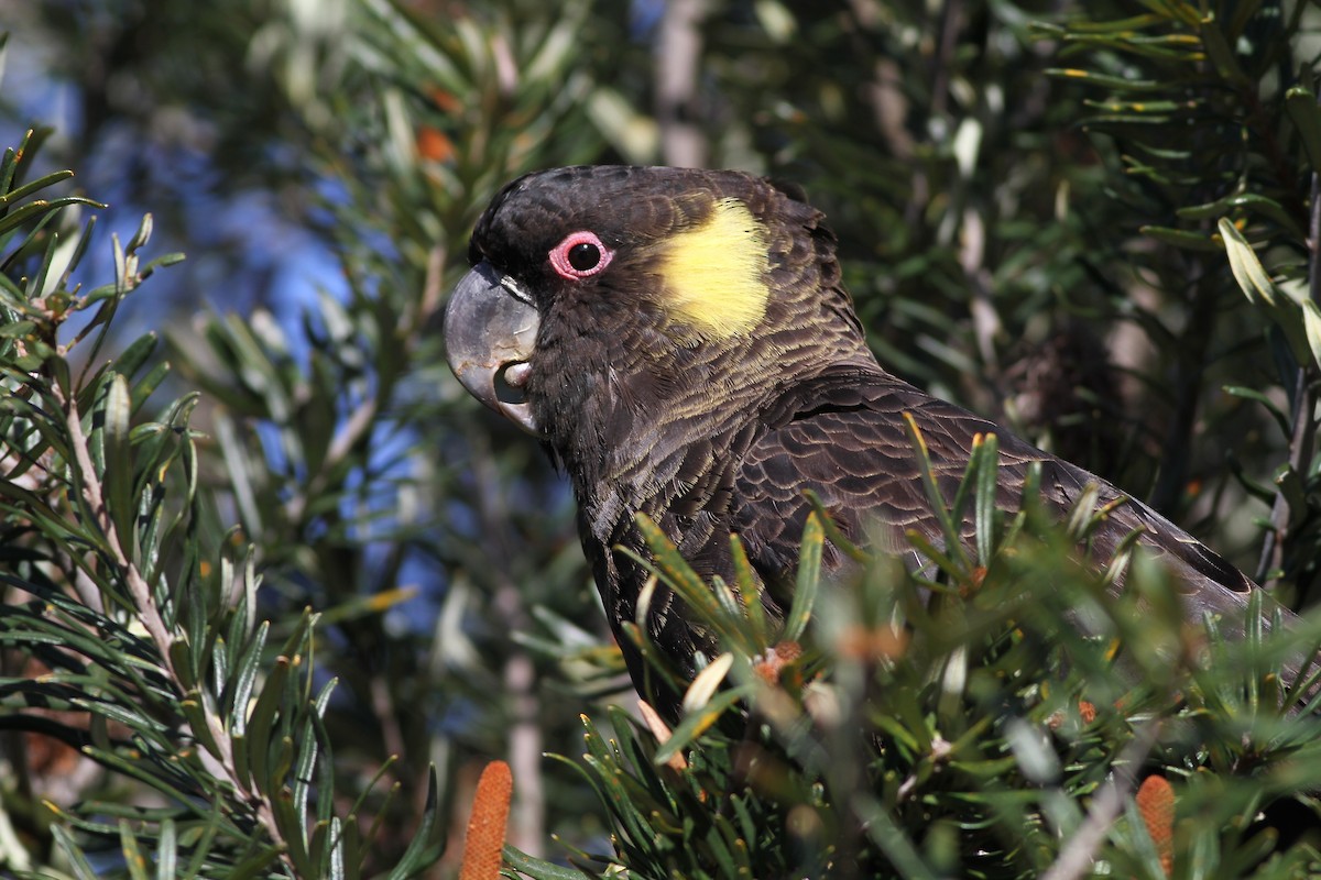 Yellow-tailed Black-Cockatoo - Chris Wiley