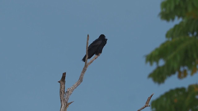 Common Raven - ML377959171