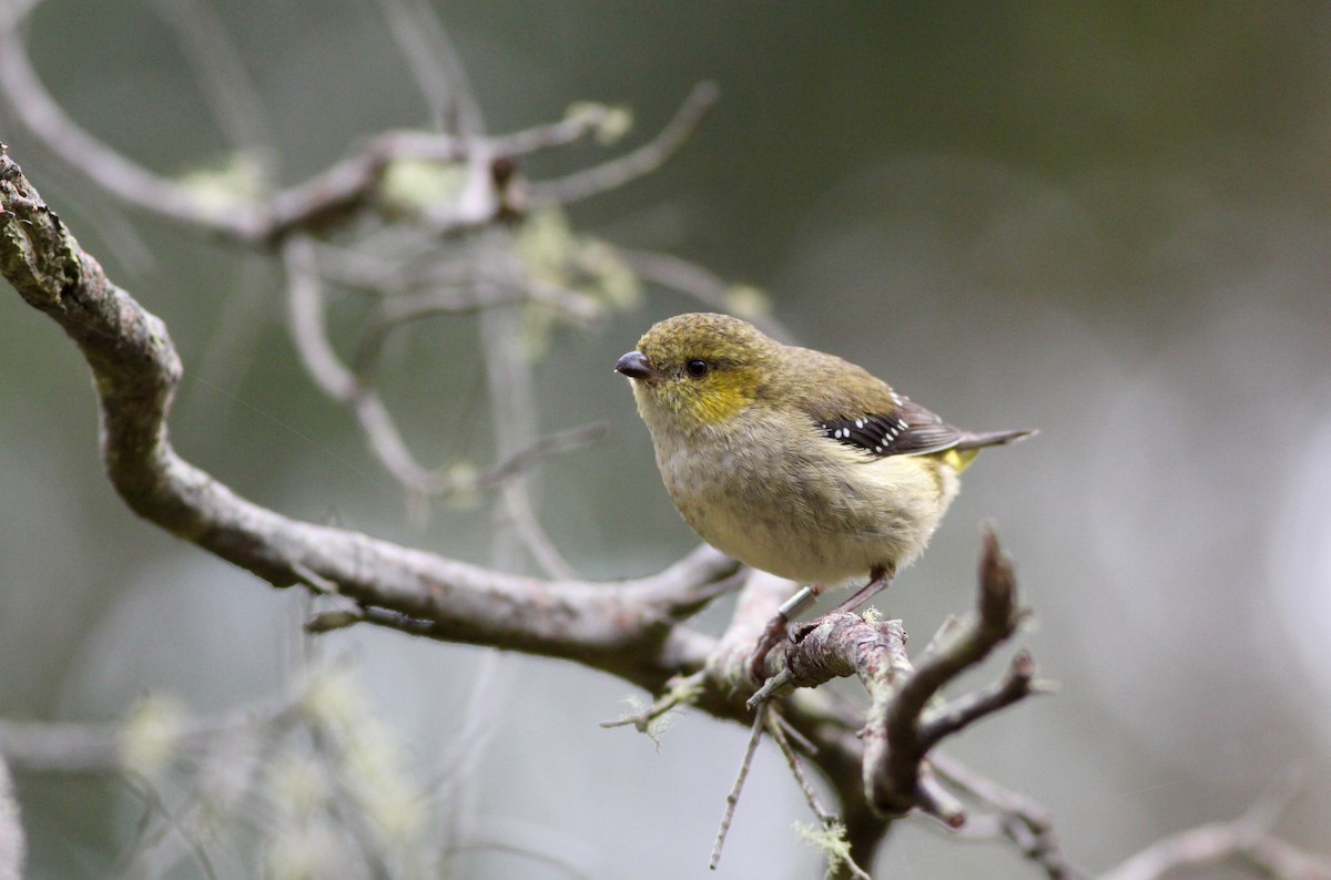 Forty-spotted Pardalote - ML37796051