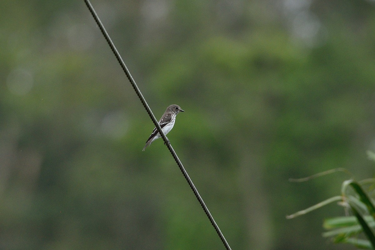 Gray-streaked Flycatcher - Lee-Lien WANG