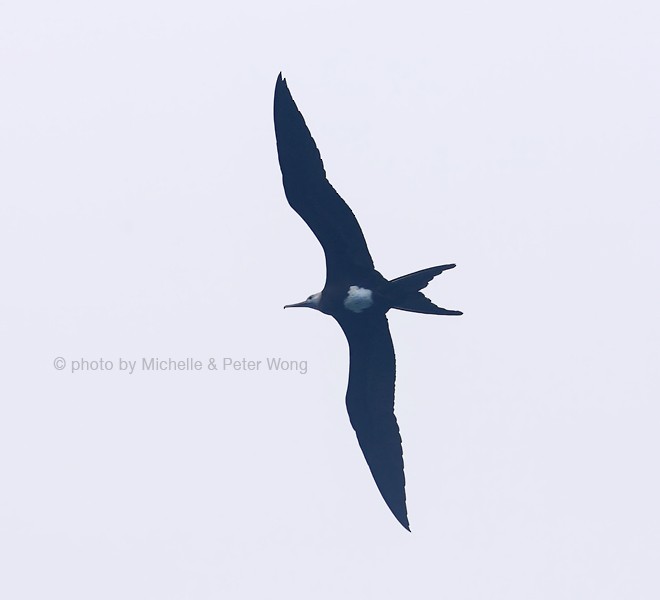 Great Frigatebird - Michelle & Peter Wong