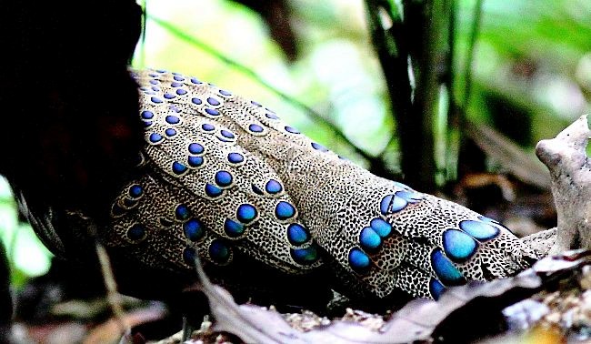 Malayan Peacock-Pheasant - ML377968921