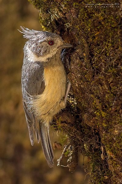 Gray-crested Tit - ML377969641