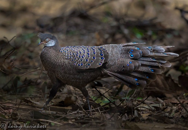 Gray Peacock-Pheasant - Jainy Kuriakose