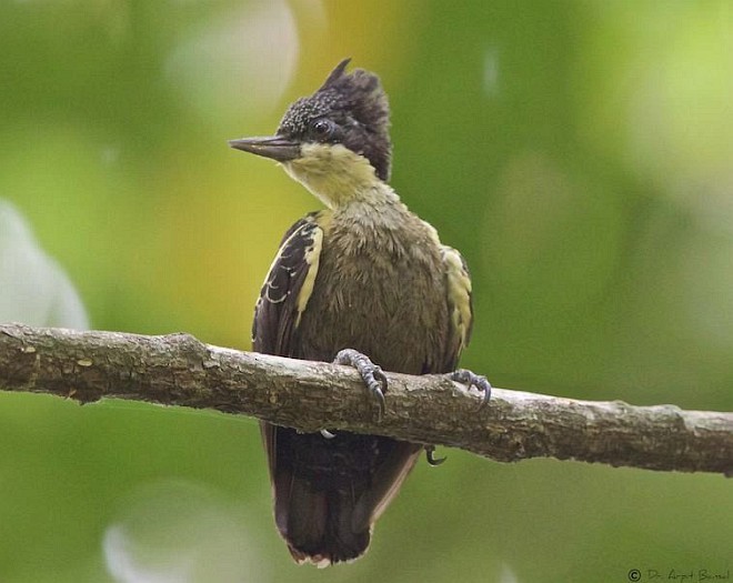 Heart-spotted Woodpecker - Arpit Bansal
