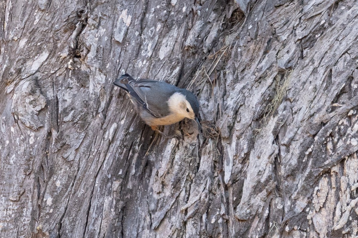 White-breasted Nuthatch (Pacific) - Carole Rose