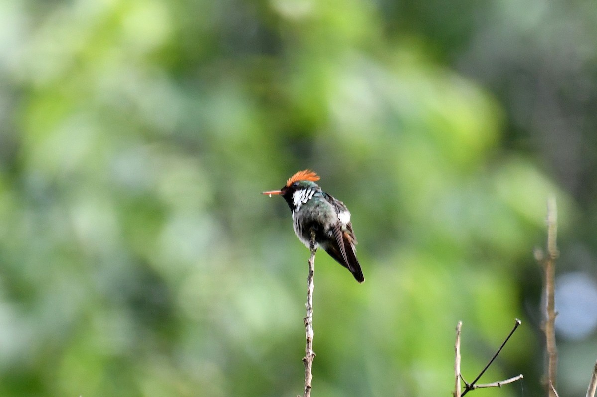 Frilled Coquette - ML37797641