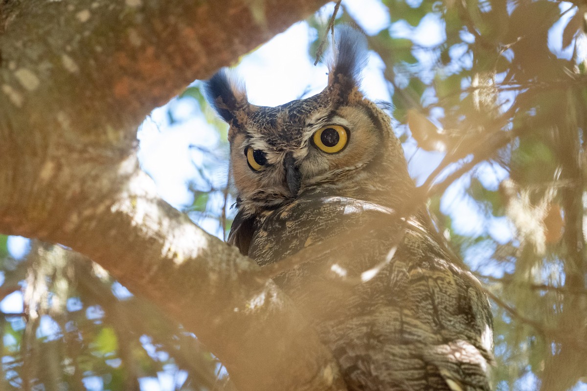 Great Horned Owl - ML377976911