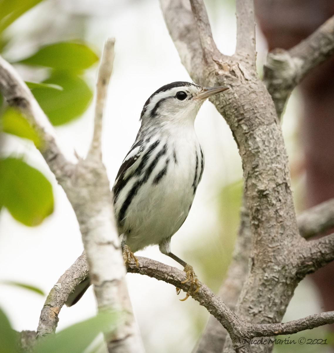 Black-and-white Warbler - ML377979221
