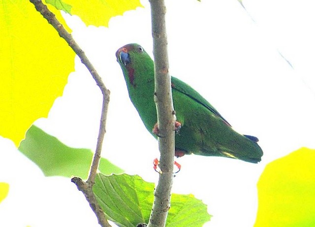 Sula Hanging-Parrot