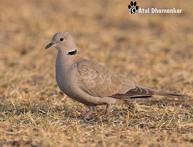 Eurasian Collared-Dove - Atul Dhamankar