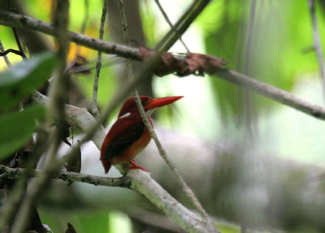 Philippine Dwarf-Kingfisher (Mindanao) - ML377983731
