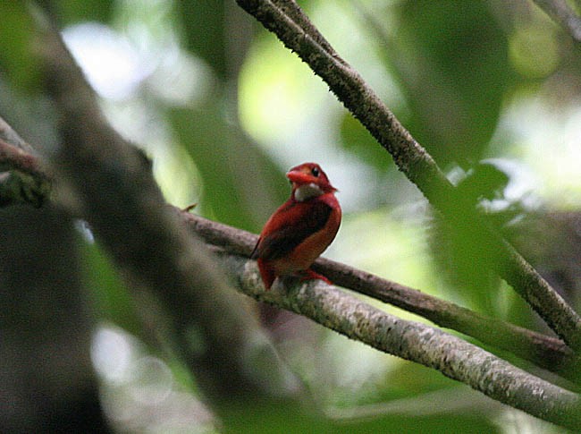 Philippine Dwarf-Kingfisher (Mindanao) - ML377983761