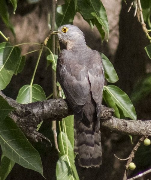 Common Hawk-Cuckoo - Anupam Khanna