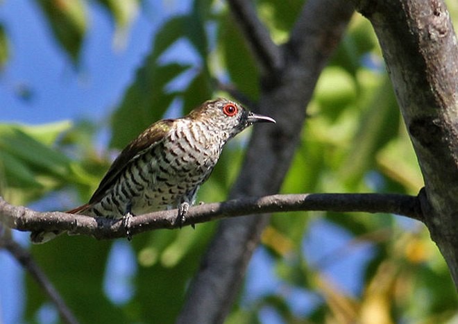 Little Bronze-Cuckoo (Gould's) - ML377992181