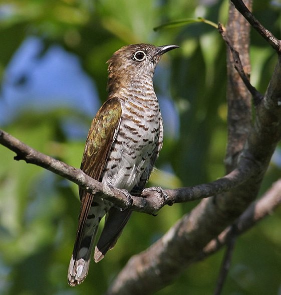 Little Bronze-Cuckoo (Gould's) - ML377992191