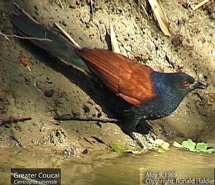 Greater Coucal (Greater) - ML377992571