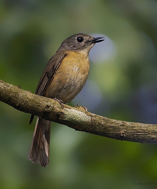 Pale-chinned Flycatcher - ML377994351