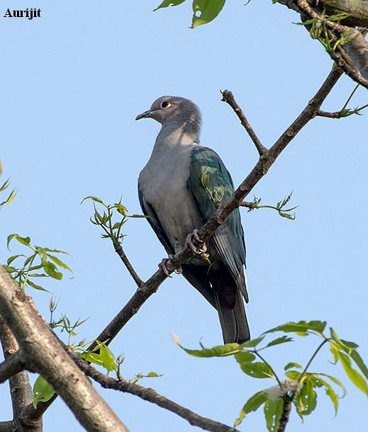 Green Imperial-Pigeon (Green) - Aurijit Kar Bhowmik
