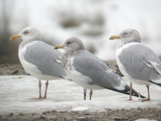 Nonbreeding adult (center) with Herring Gulls - Daniel Casey - ML37799911
