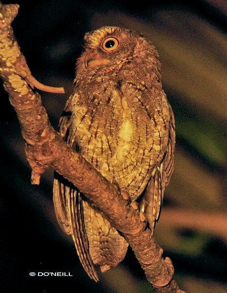 Sulawesi Scops-Owl - ML377999271