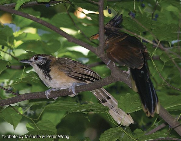 Chestnut-winged Cuckoo - Michelle & Peter Wong