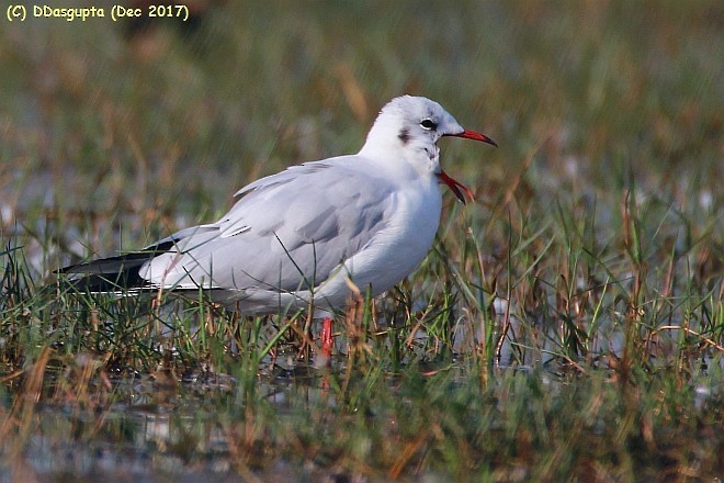 Mouette rieuse - ML378002881