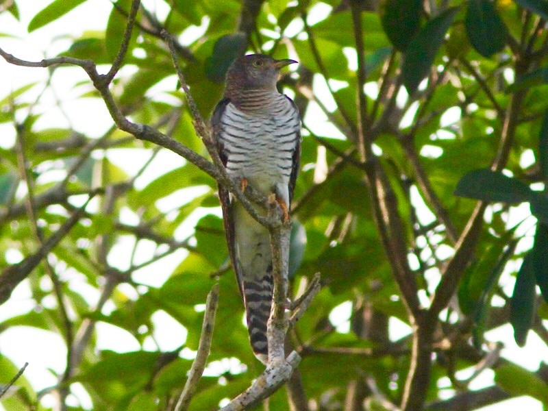 Common Cuckoo - Jayan Thomas