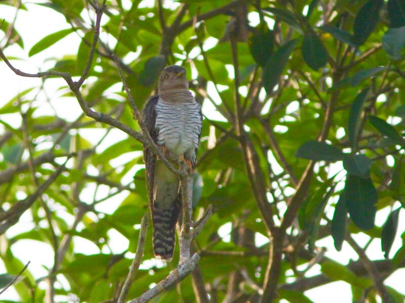 Common Cuckoo - Jayan Thomas