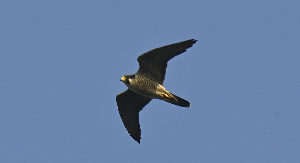 Peregrine Falcon - Rayfield  Pye