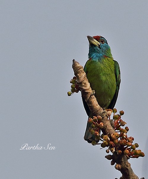 Blue-throated Barbet (Red-crowned) - PARTHA SEN