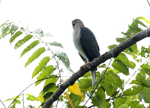 Rufous-necked Sparrowhawk - ML378011751