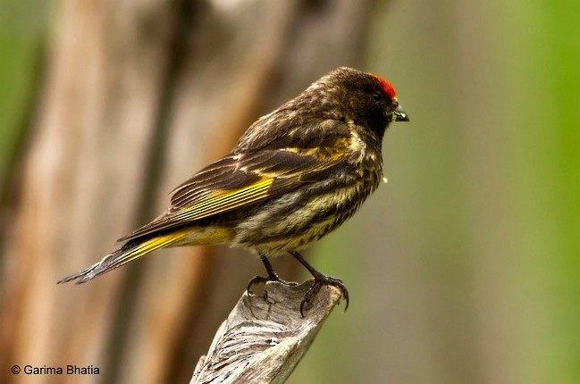Fire-fronted Serin - ML378012621